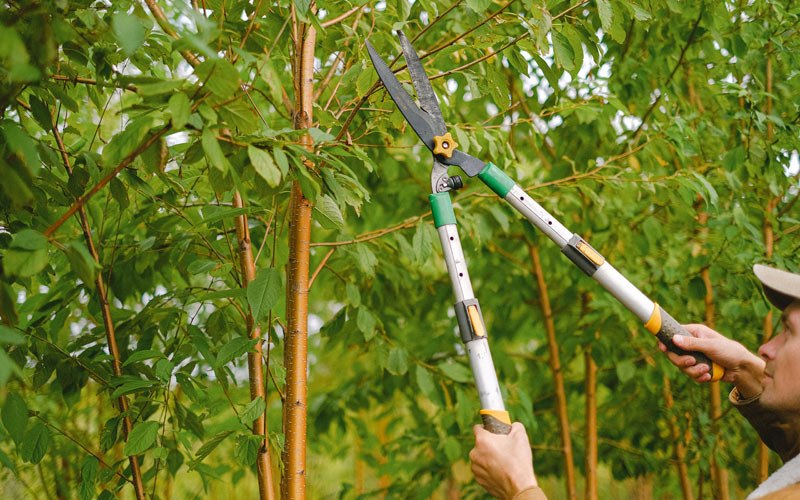 Tree trimming in Corona, CA